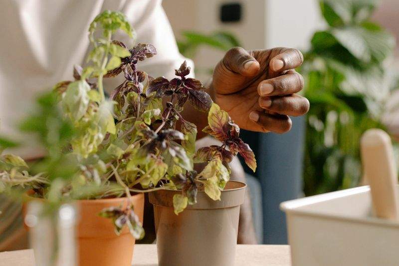 Kräuteroase GmbH - Image 15